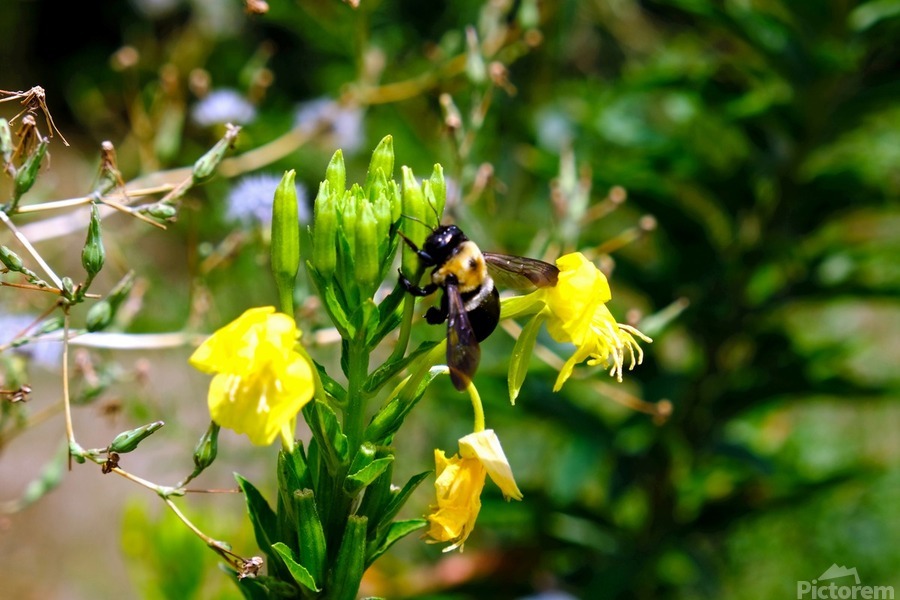 To Bee or Not to Bee  4  Print