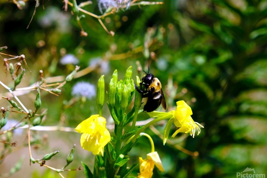To Bee or Not to Bee  -- Early Bee Gets the Pollen  Print