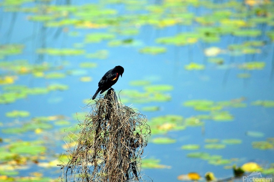 Praying for a Miracle  Print