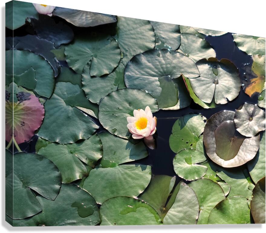 Sunlit Lily Canvas Print