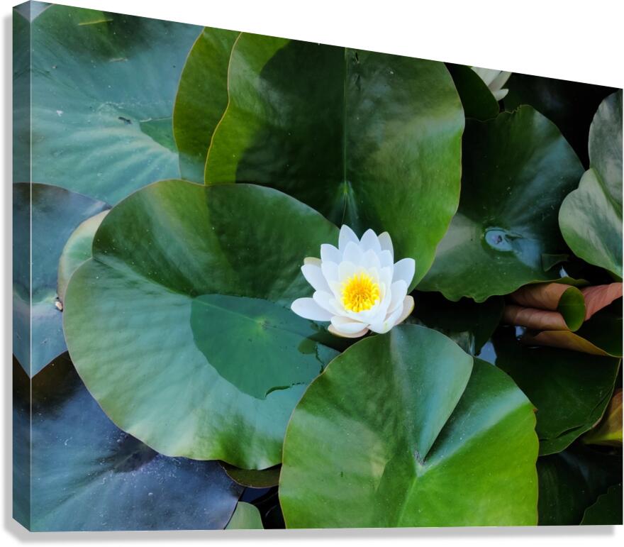 Emerald Cradle of Calm Canvas Print