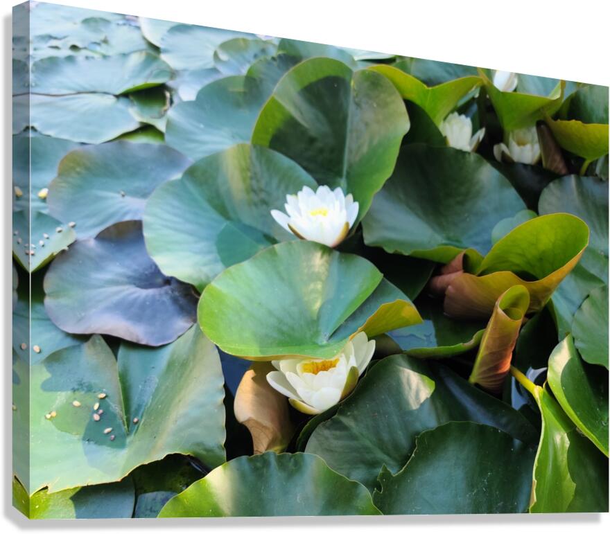 The Secret Life of Lilies Canvas Print