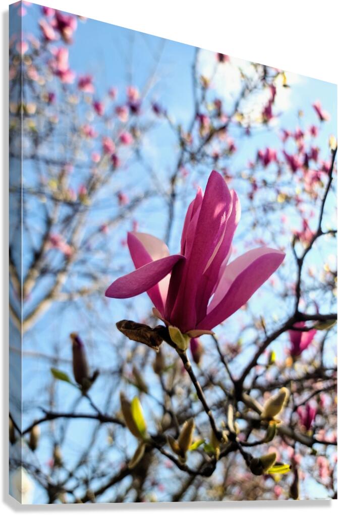 The Quiet Language of Petals Canvas Print