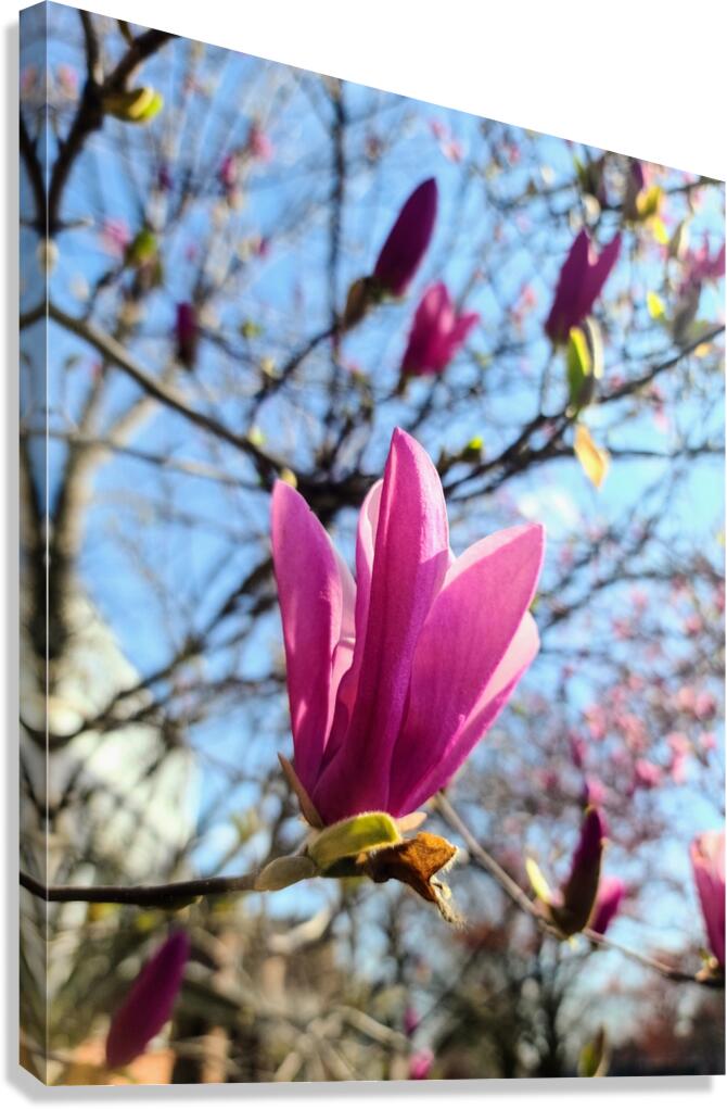 Magnolia Spring Bloom with Buds Canvas Print