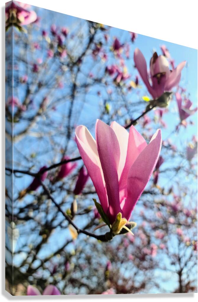 A Magnolias First Embrace of Light Canvas Print
