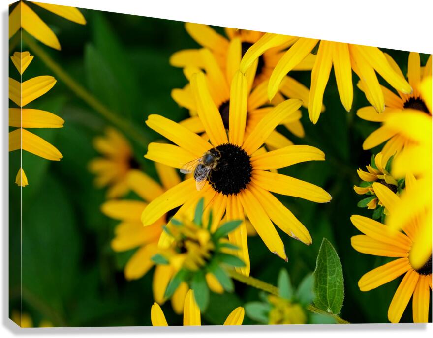 Black-Eyed Susans Dance Partner Canvas Print