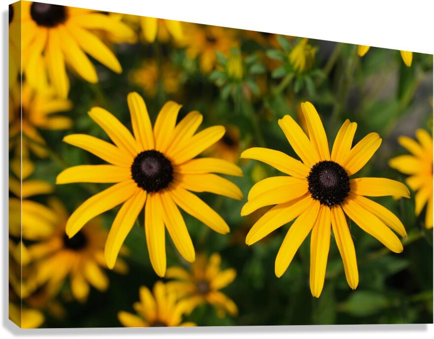 Golden Resilience: Black-Eyed Susan in Summer Bloom Canvas Print