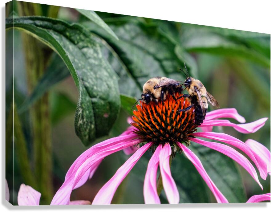 Dual Architects of Life on a Coneflower Stage Canvas Print