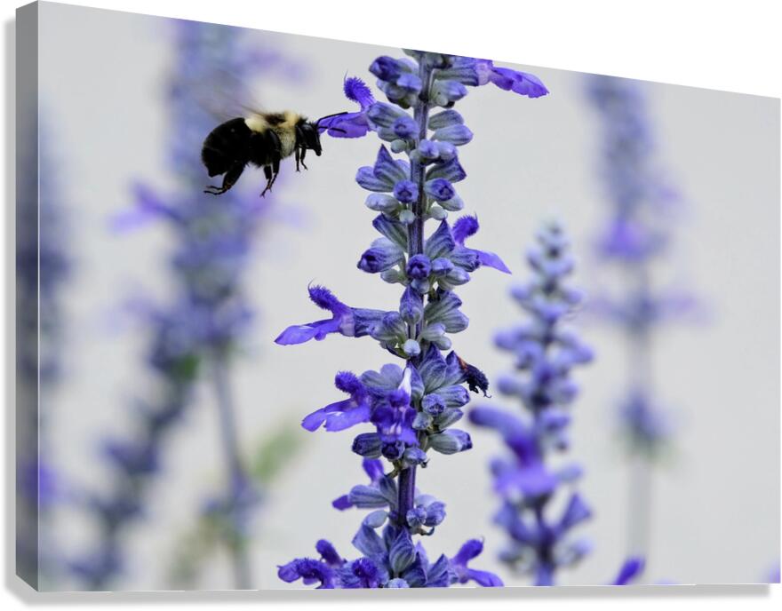 Salvia Bloom & the Pollinator Canvas Print