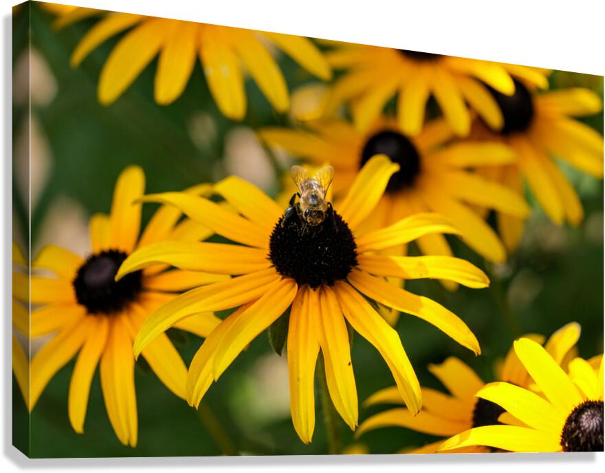 Bee One with Black-Eyed Susan Canvas Print