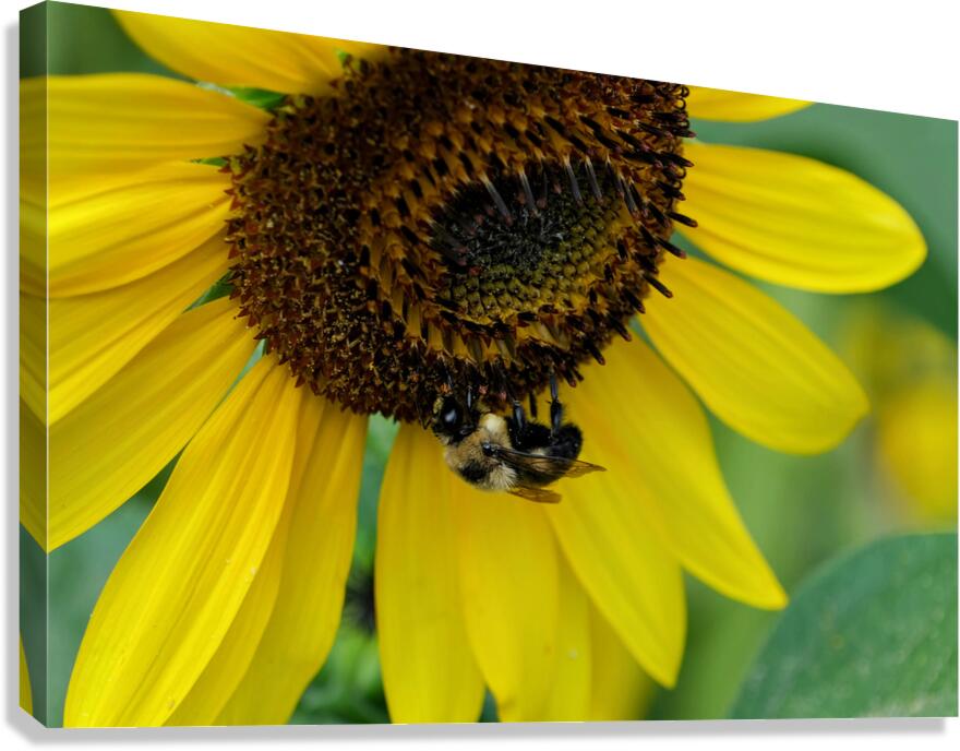 Bee Under the Sunflower:  The Architect of Harvest Canvas Print