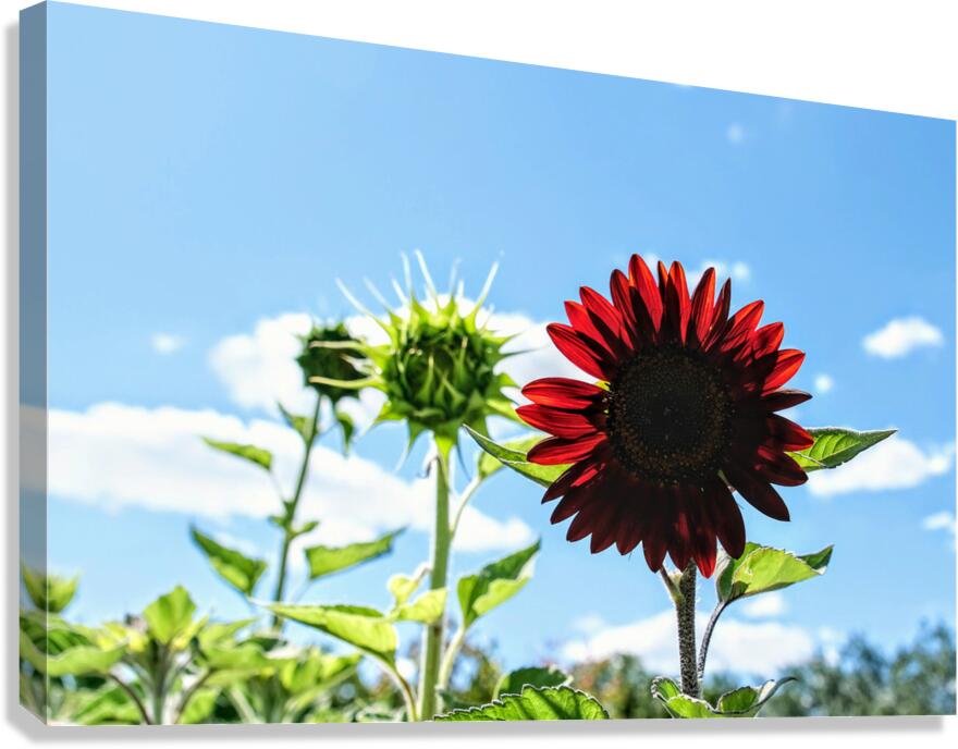 Bloom of the Dark Sun Flower Canvas Print