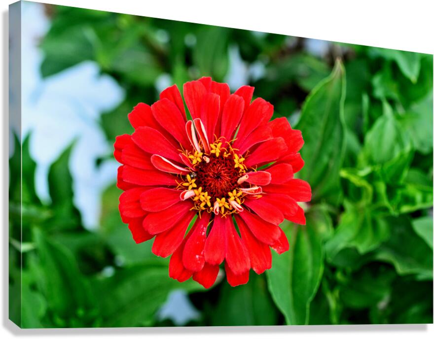 A Zinnia in Meditative Bloom Canvas Print