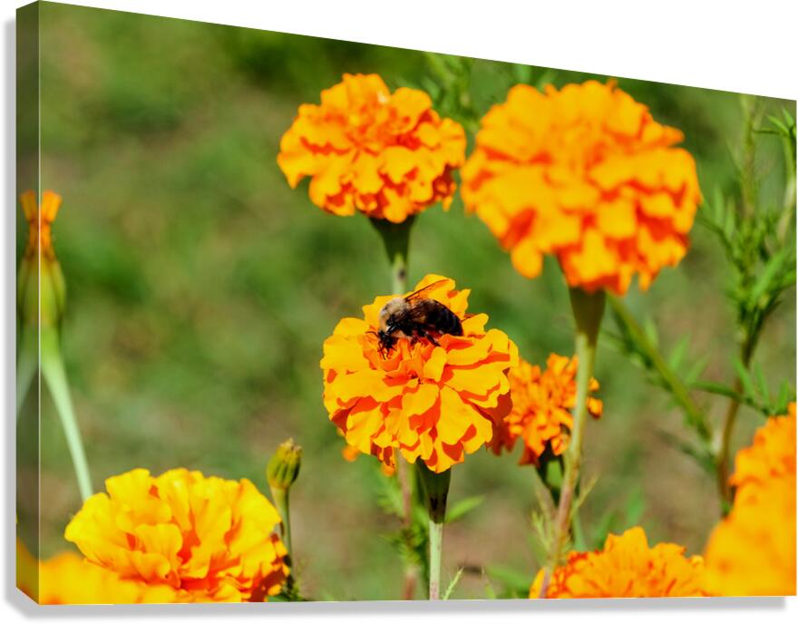 Bright Labors: Beneath the Fire of Petals Canvas Print