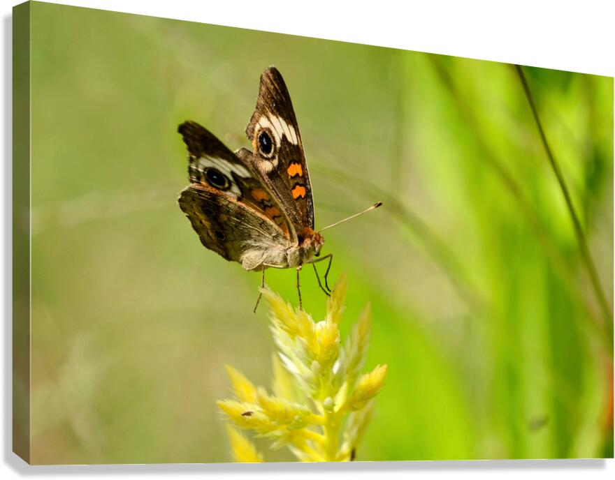 Buckeye Butterfly: Stillness Between Wingbeats Canvas Print