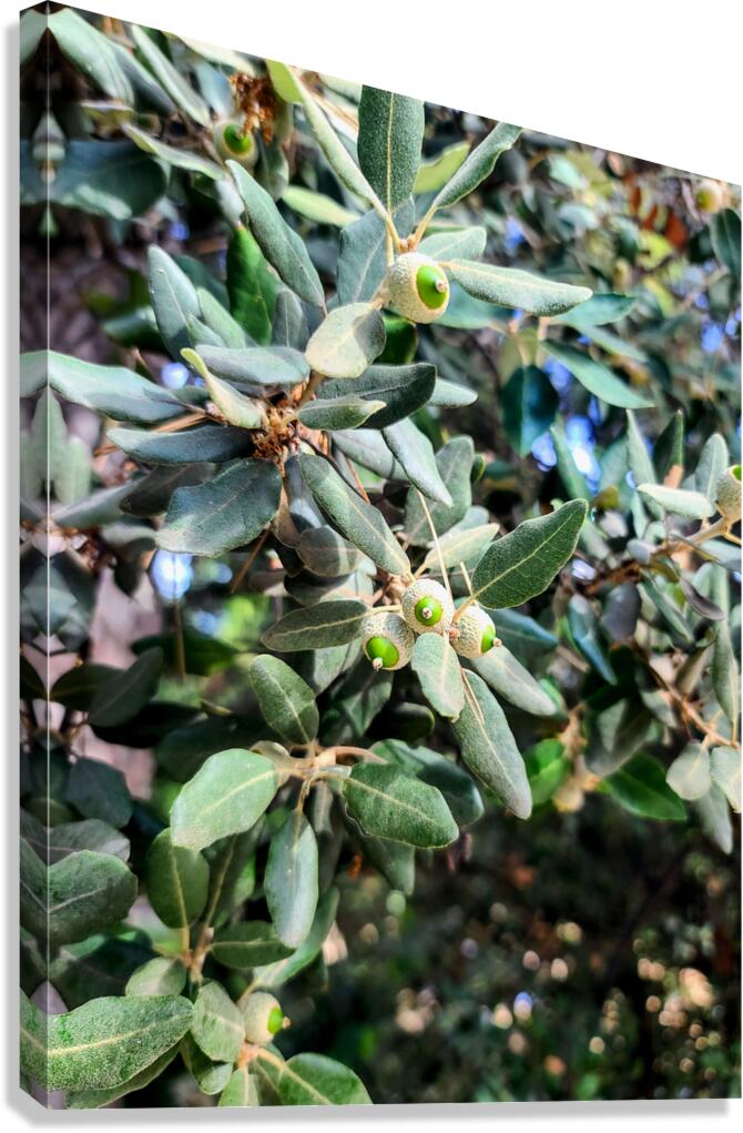 Beneath the Olive Shade Canvas Print