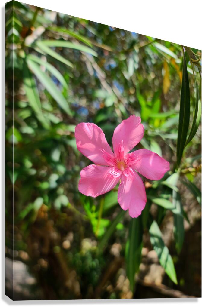 Sun-Kissed Solitude Canvas Print