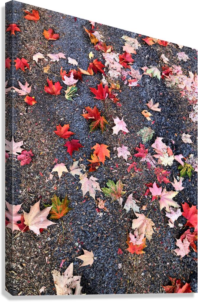 Grounded in Colors: Scattered Beauty Canvas Print