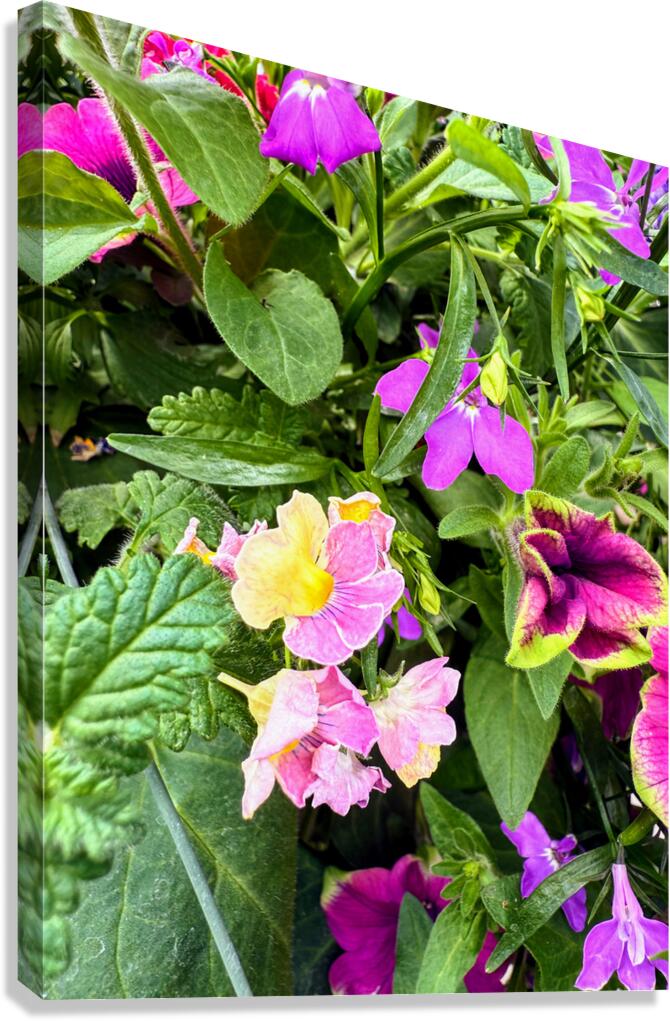 Vibrant Garden Bloom – Colorful Flower Close-Up with Lush Greenery-1 Canvas Print
