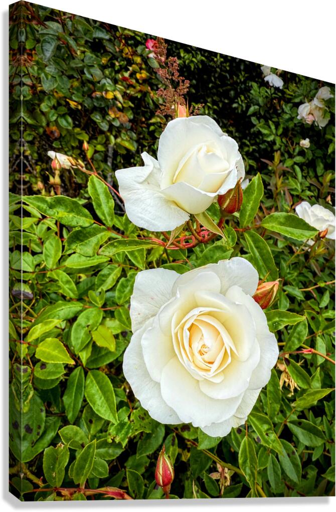 White Rose: Porcelain Breeze Canvas Print