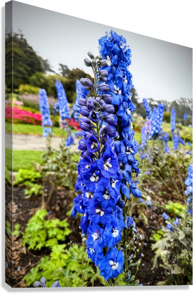Larkspur: Midnight Choir of the Garden Realm Canvas Print