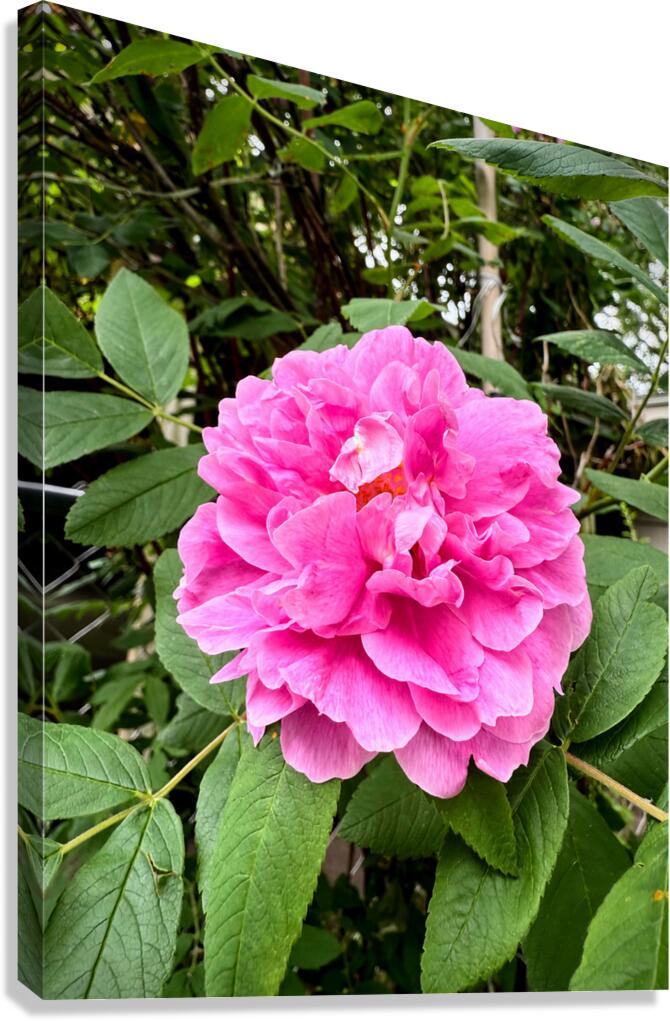 Rugosa Rose: Still She Blooms Canvas Print