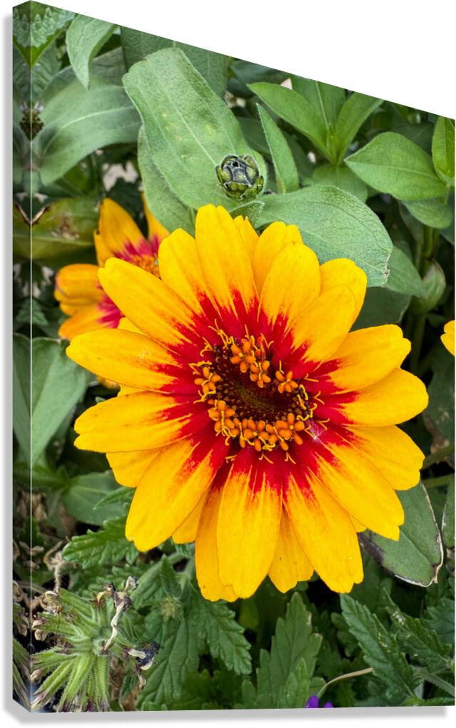 Solflare Echo Canvas Print