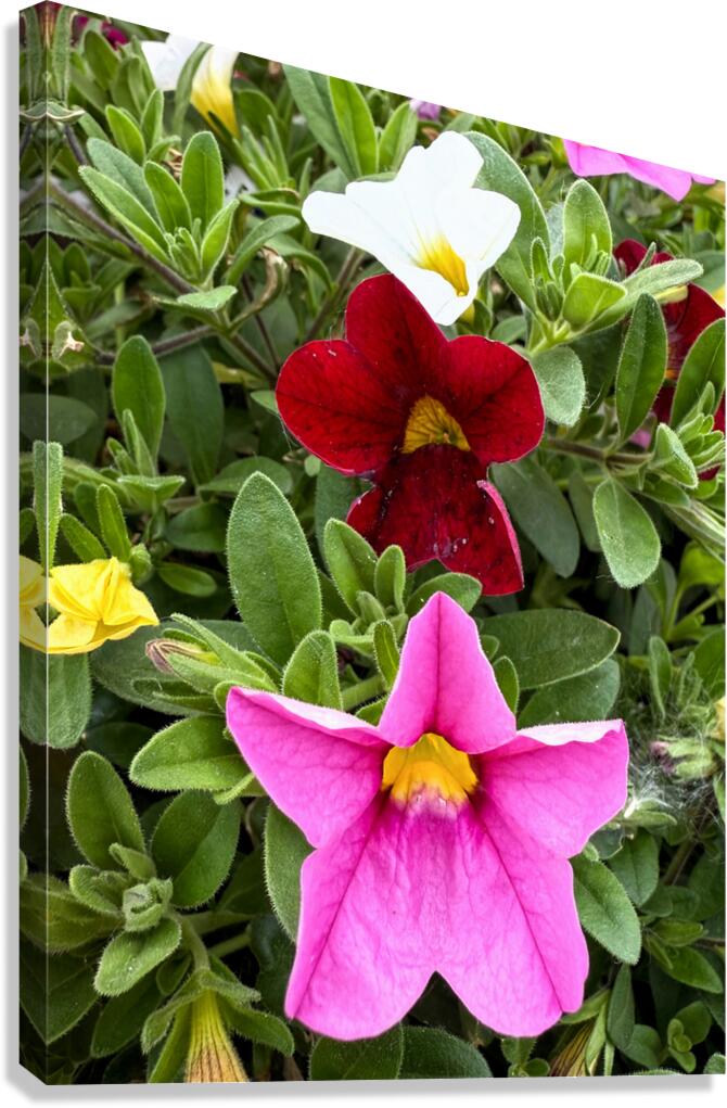 Bold Petals Quiet Strength Canvas Print