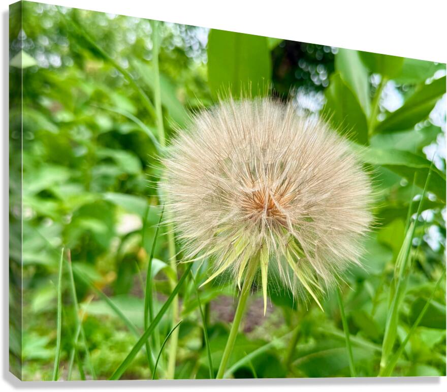 The Last Wishkeeper: Holding Dreams Before the Wind Canvas Print