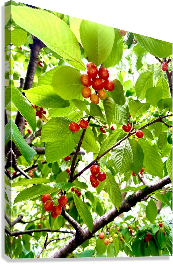 Emerald Boughs and Scarlet Promises Canvas Print