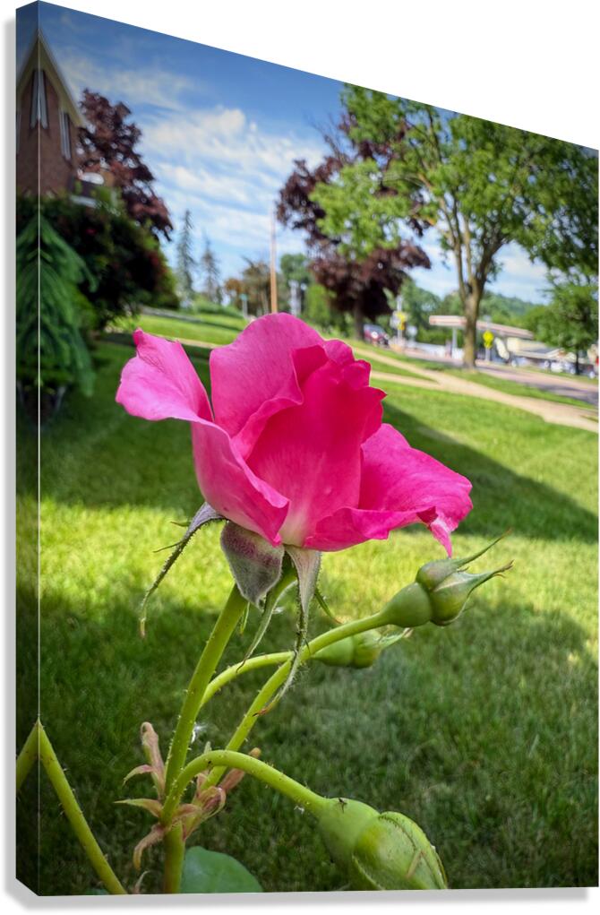 Petal by Petal: Becoming Beautiful Without Permission Canvas Print
