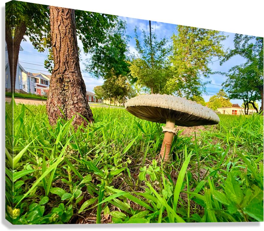 The Lone Umbrella of Morning Light Canvas Print