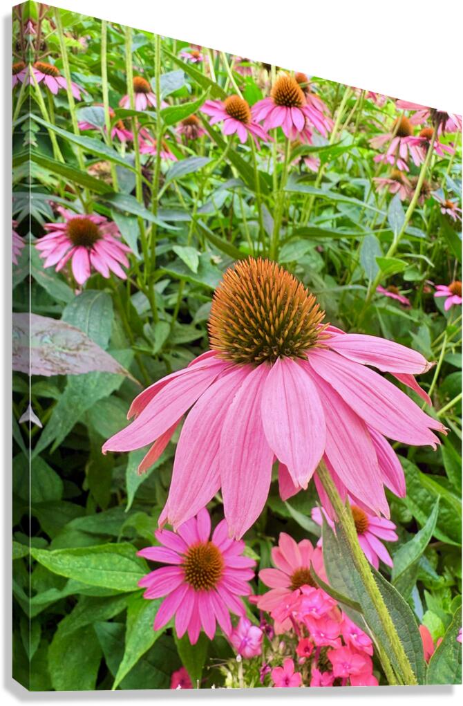 Echinacea Ensemble Canvas Print