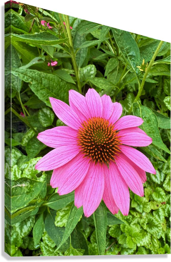 Pink Serenity Canvas Print