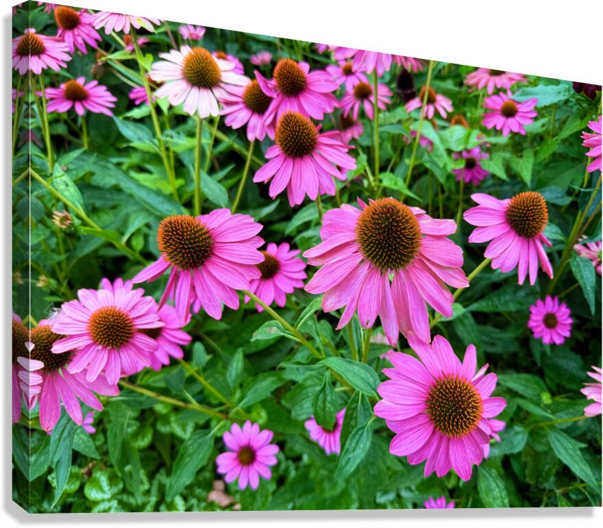 Field of Echinacea Dreams Canvas Print