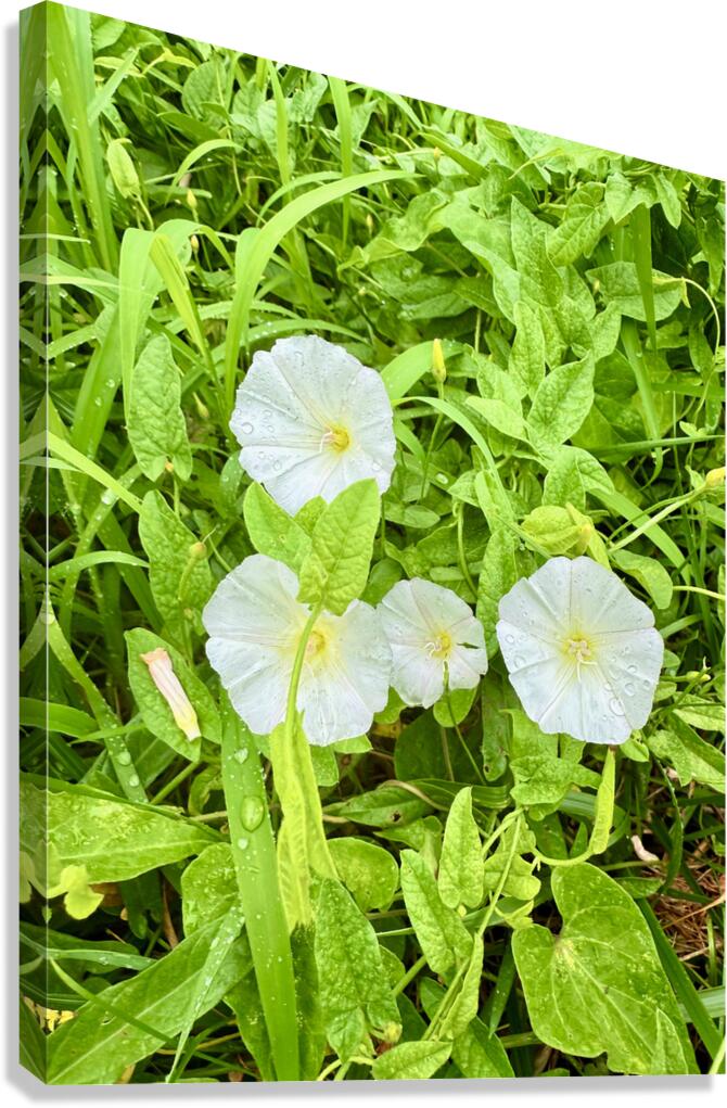 White Bindweed Blossoms Canvas Print