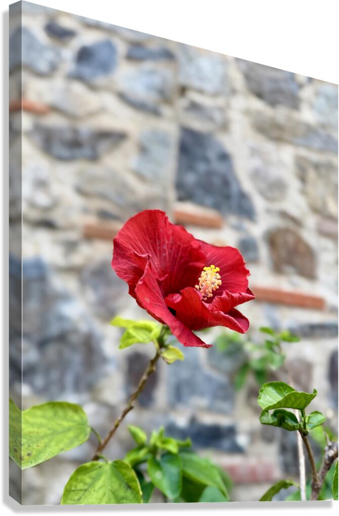 IMG 9957 Canvas Print