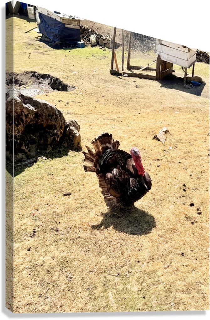 IMG 9621 Canvas Print