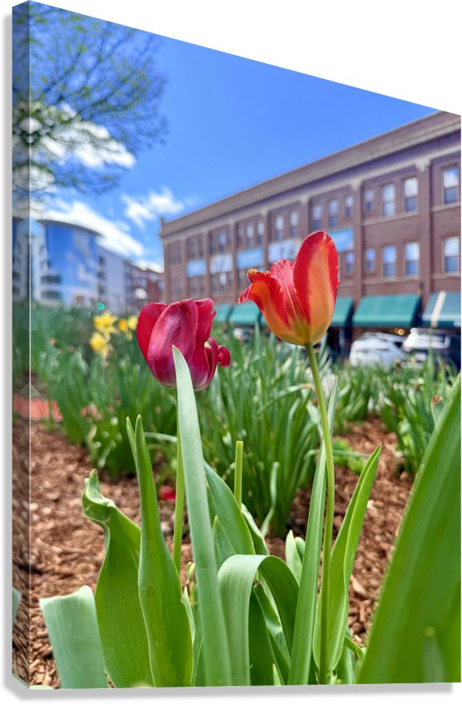 City Blooms Canvas Print