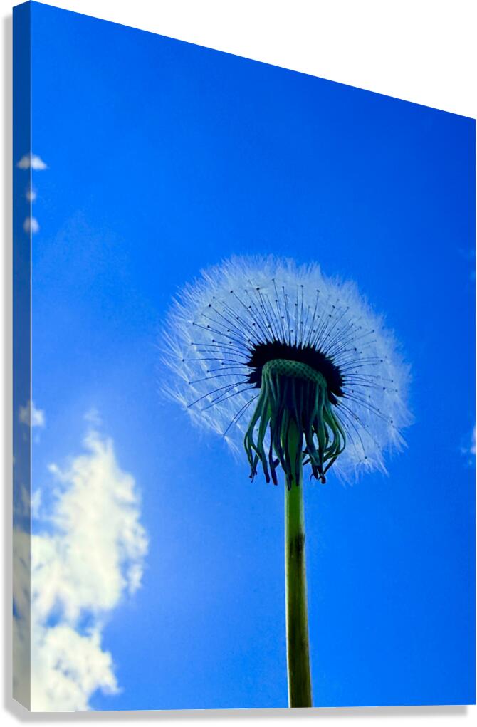 Against the Blue Canvas Print