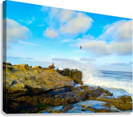 Seal Meditation 2 Canvas Print