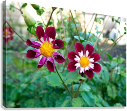 Flower Bloom 5 Canvas Print