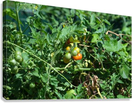 Pop My Cherry Tomato Canvas Print
