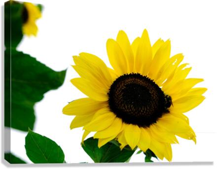 Blooms of Joy 3 Canvas Print