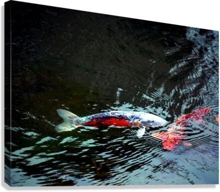 Playful Koi 2 Canvas Print