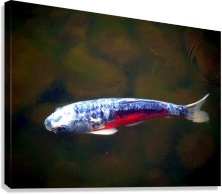 An American Koi Story Canvas Print