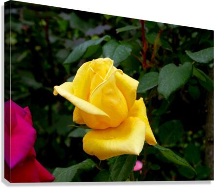 Yellow Rose Canvas Print