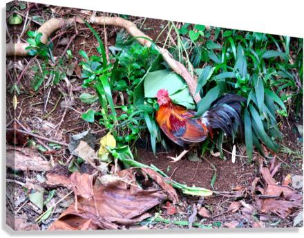 Cock in the Wild Canvas Print