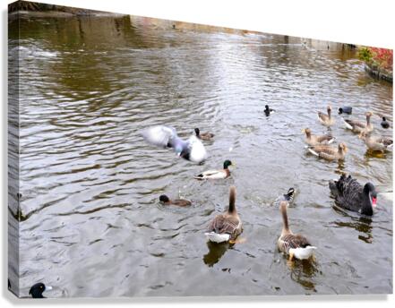 Pigeon Photobomb Canvas Print
