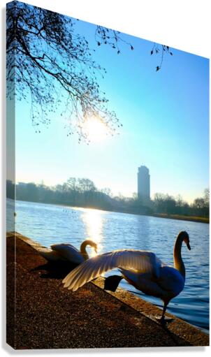 Swan Yoga Morning Stretch Canvas Print